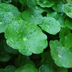 gotu kola