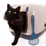 cat litterbox