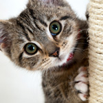 cat young