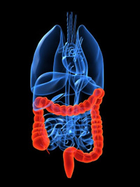 colon