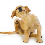 dog fleas