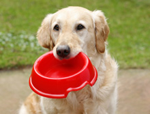 dog food bowl