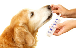 dog supplement
