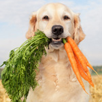 dog with vegetables
