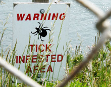 tick bites