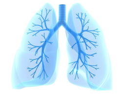 lungs