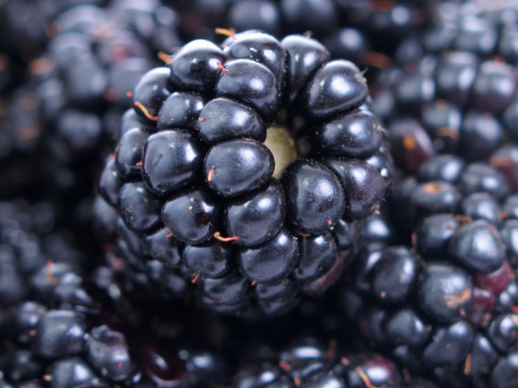 Blackberries