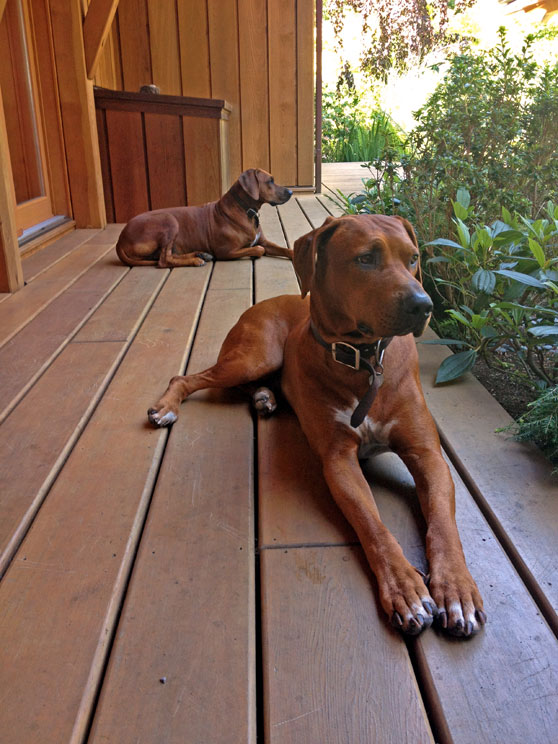 Dogs resting