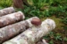 11 First Shiitake on Log