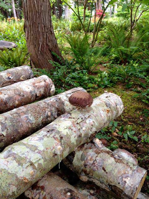 11 First Shiitake on Log