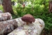 12 Closeup of Shiitake