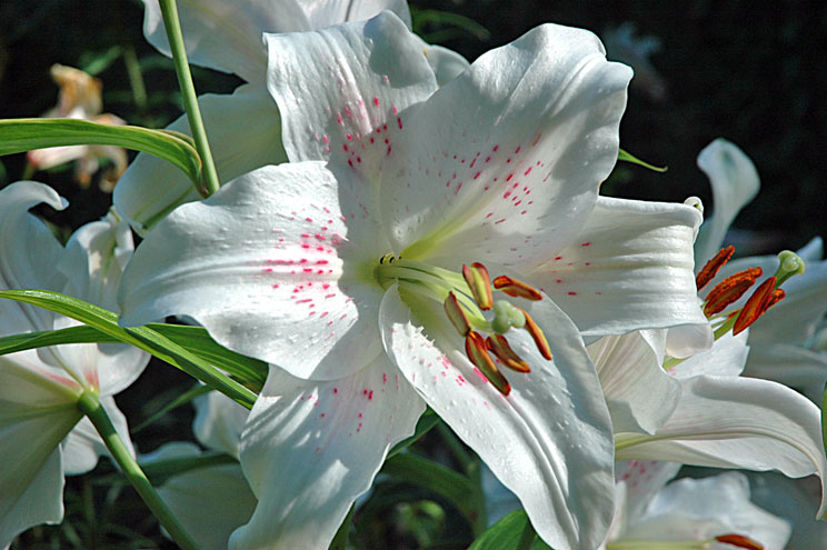 White Oriental lily