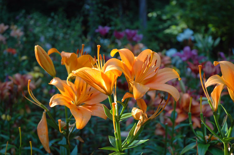 Orange Asiatic lily