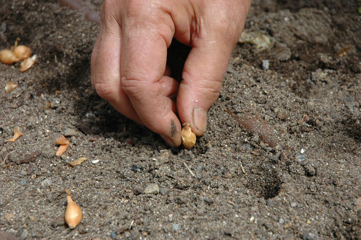 Planting green onions