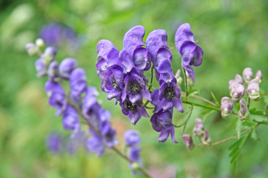 Aconite