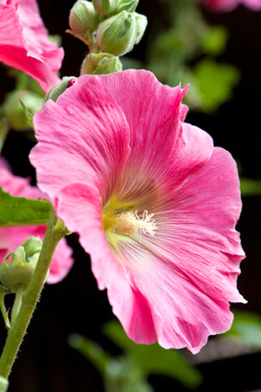 Country mallow