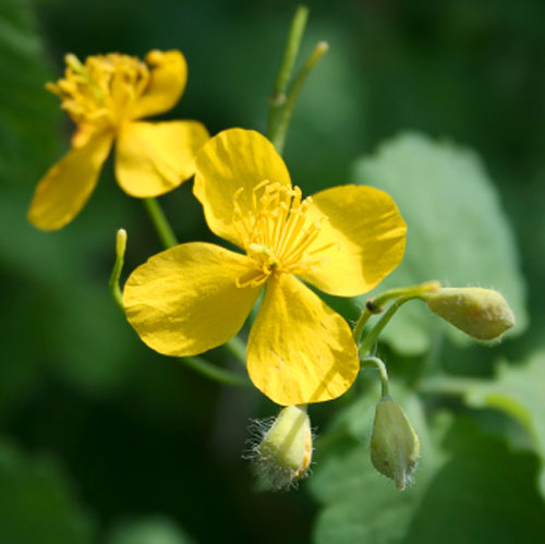 Celandine