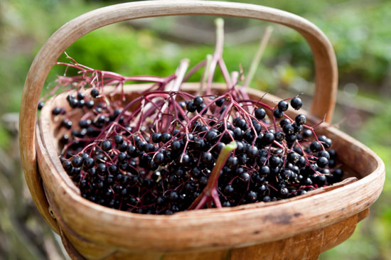 Elderberry