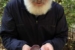 Blewits up close