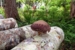 Shiitake on Log