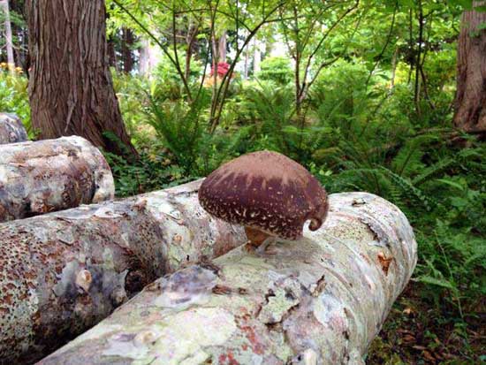 Shiitake on Log