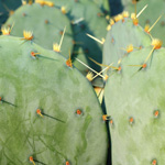 prickly pear