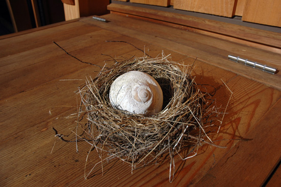 Shell in nest
