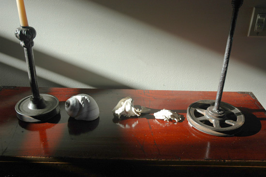 Seashell on table