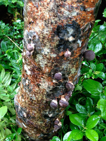 15 Shiitake log 2013