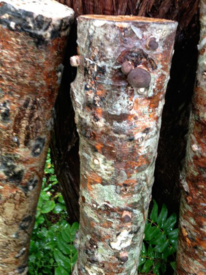 16 Shiitake log 2013