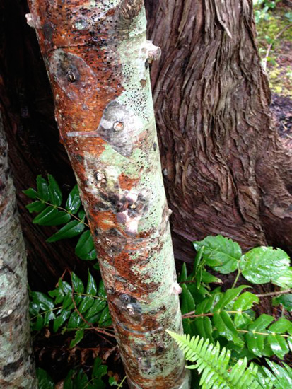 17 Shiitake log 2013