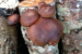 18 Shiitake log 2013