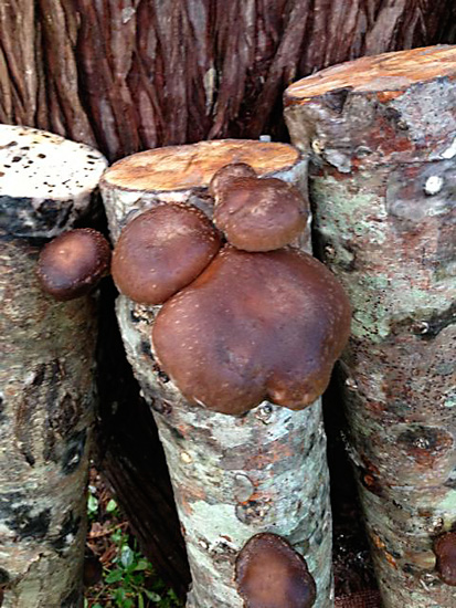 18 Shiitake log 2013