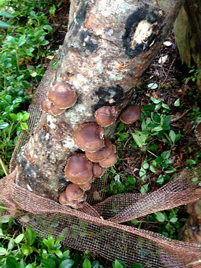 19 Shiitake log 2013