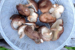 20 Shiitake picked 2013