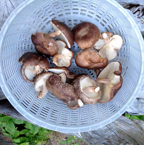 Shitake Mushroom - Andrews Bushey