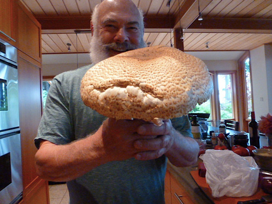Agaricus augustus mushroom