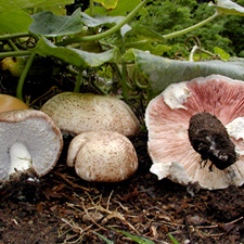 Agaricus
