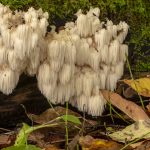 Lion&#039;s Mane Mushrooms For Nerve Damage? | Andrew Weil, M.D.