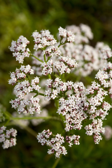 Valerian