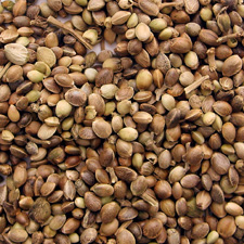 hemp seeds