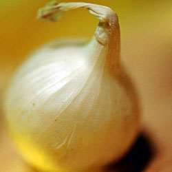 onion_white_DT