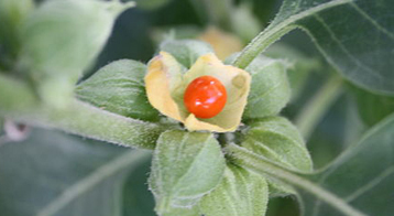 ashwagandha benefits