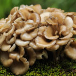 Maitake Mushrooms | Herbs &amp; Remedies | Andrew Weil. M.D.