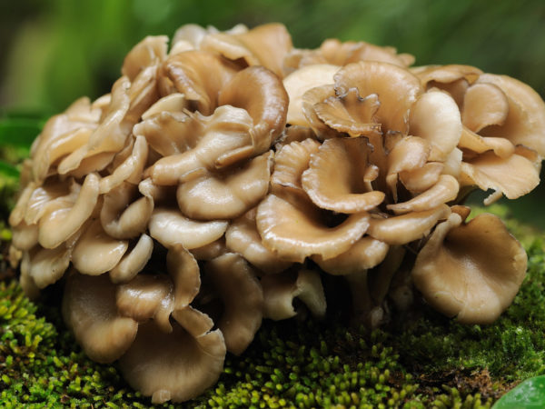 Maitake Mushrooms | Herbs &amp; Remedies | Andrew Weil. M.D.