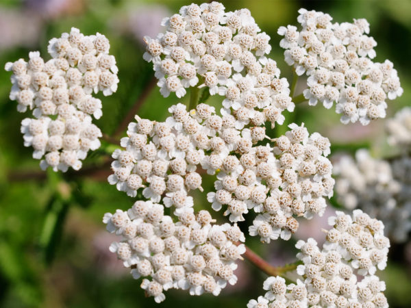 Yarrow | Herbal Remedies | Andrew Weil, M.D.