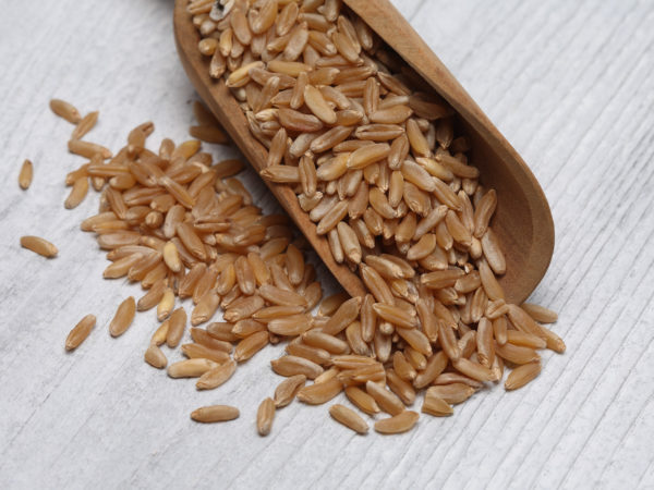 Ancient grain kamut, Khorasan wheat, Triticum turgidum ? polonicum