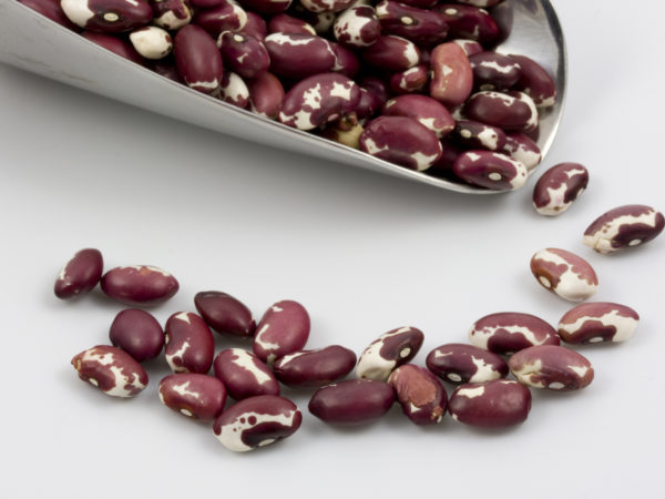 &quot;A scoop of spotted, purple and white Anasazi beans on white background.&quot;