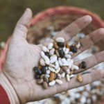 Farmer hand with legume beans.Image taken from above with low depth of field.