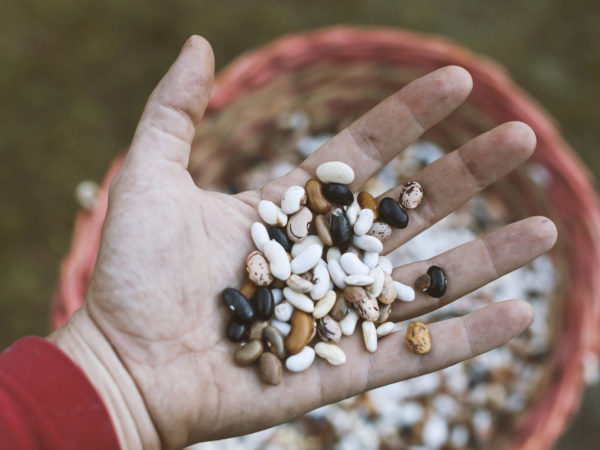 Farmer hand with legume beans.Image taken from above with low depth of field.